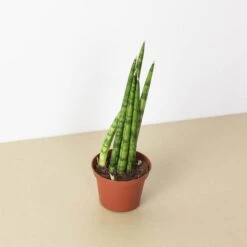 Snake Plant 'Cylindrica' 9 Snake Plant 'Cylindrica' -Plant house 3 SNAKE CYLINDRICA 1