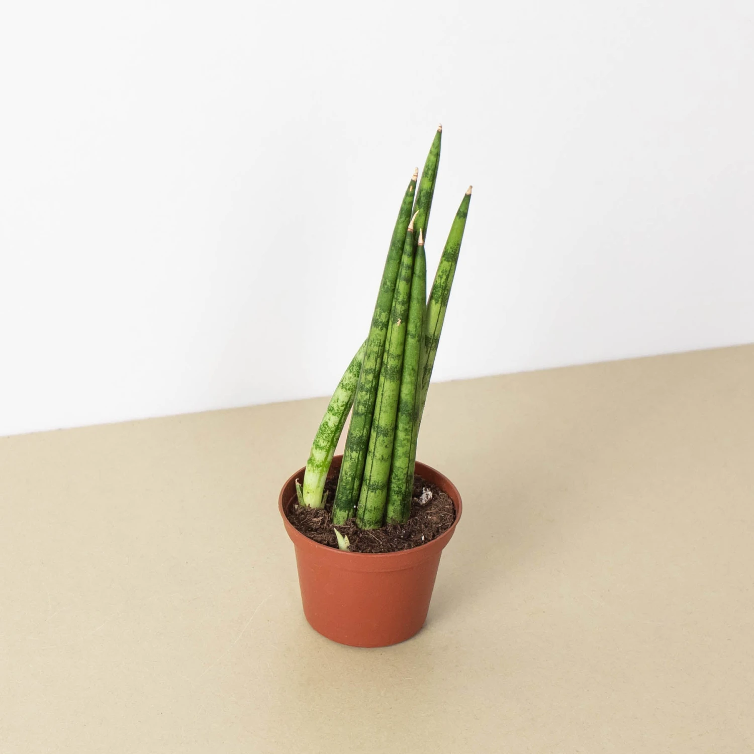 Snake Plant 'Cylindrica' 4 Snake Plant 'Cylindrica' - Image 4