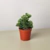Succulent Cereus Coral Green