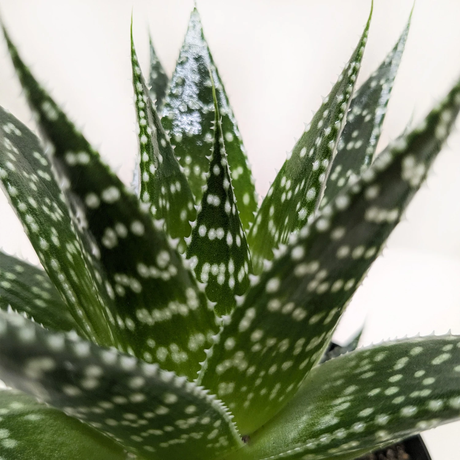 Succulent Gasteria Durban 2 Succulent Gasteria Durban - Image 2