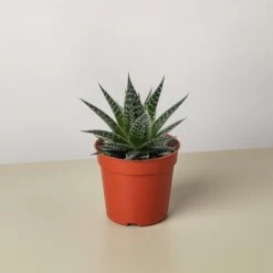 Succulent Gasteria Durban