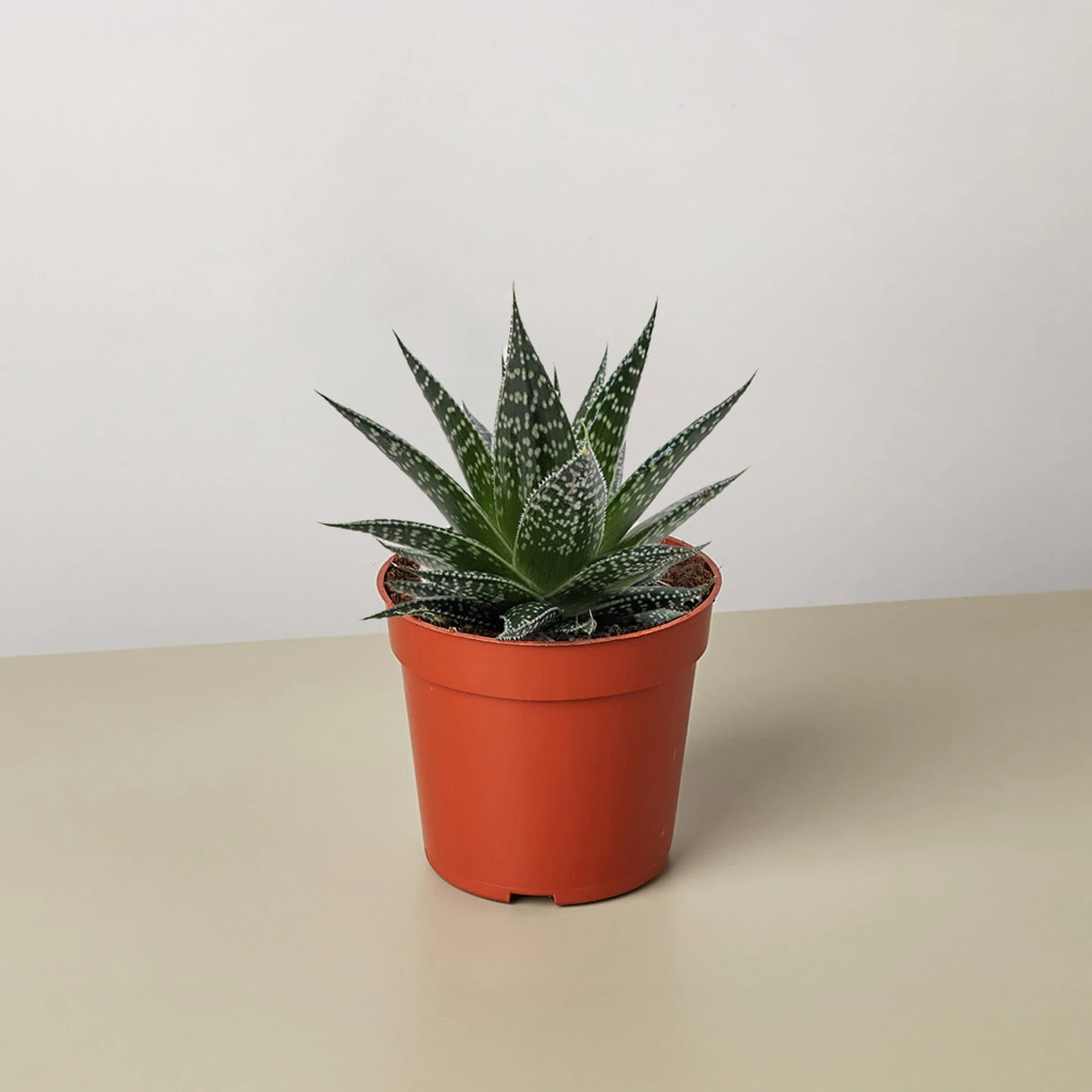 Succulent Gasteria Durban 1 Succulent Gasteria Durban