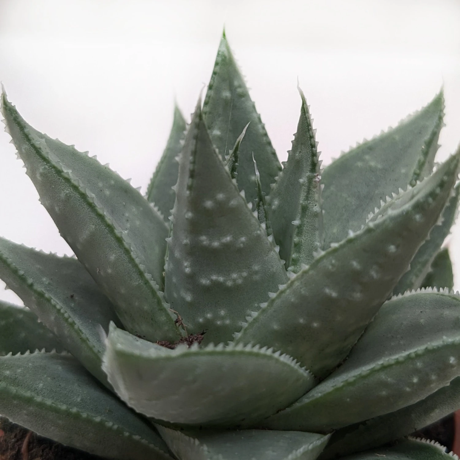 Succulent Haworthia Savanna 4 Succulent Haworthia Savanna - Image 4