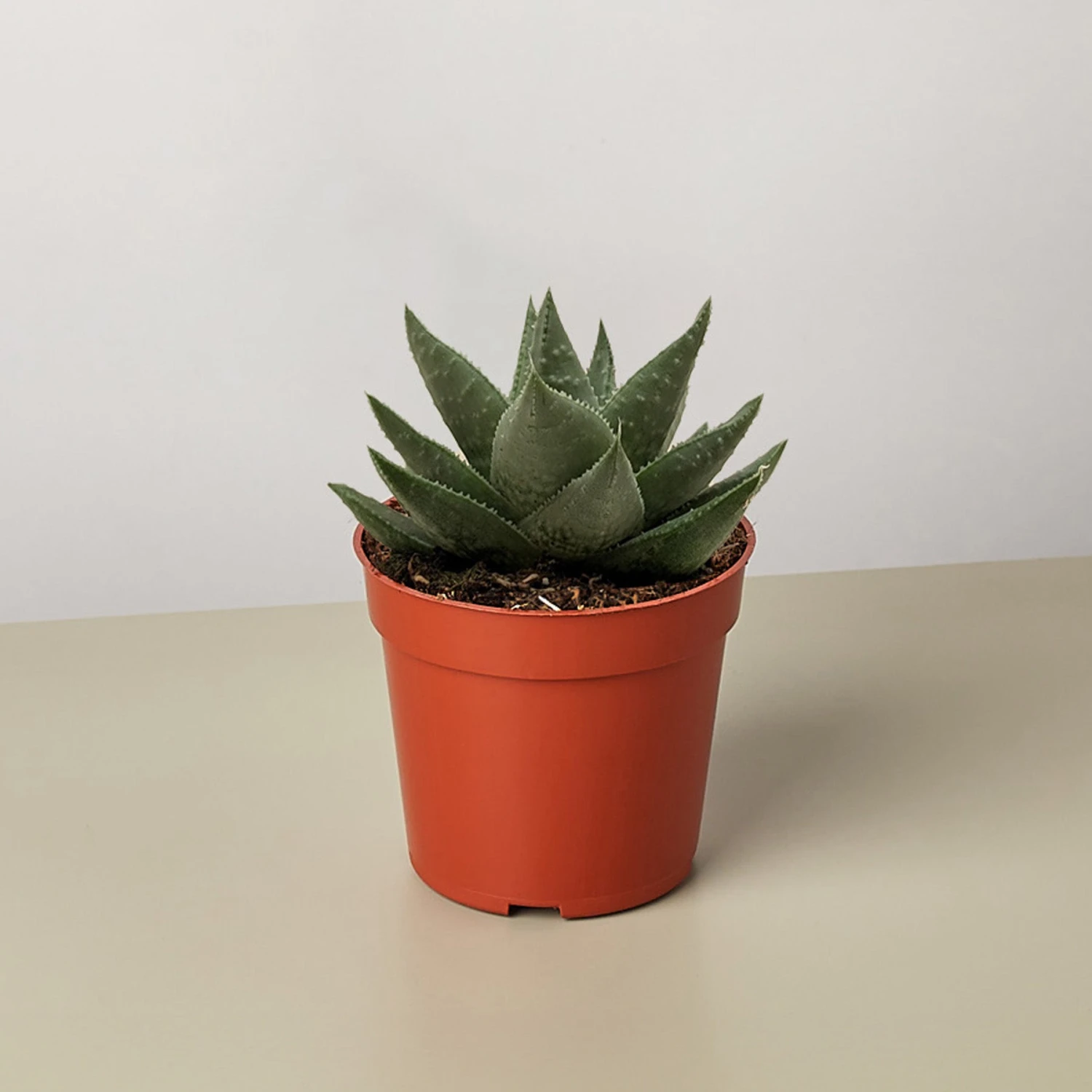 Succulent Haworthia Savanna 3 Succulent Haworthia Savanna - Image 3