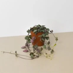 Succulent 'String Of Hearts' -Plant house 3 SUCC STRING.OF .HEARTS 1 e3e98055 571d 4caf 8cd9 05dd3adc59c4