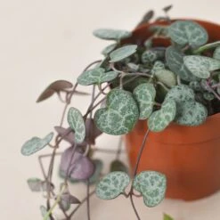 Succulent 'String Of Hearts' -Plant house 3 SUCC STRING.OF .HEARTS 2