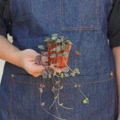 Succulent 'String Of Hearts' -Plant house 3 SUCC STRING.OF .HEARTS 3