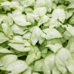 Syngonium 'Moonshine' 6 Syngonium 'Moonshine' -Plant house 3 SYNGONIUM MOONSHINE 2