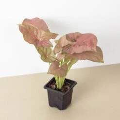 Syngonium 'Strawberry' -Plant house 3 SYNGONIUM STRAWBERRY 1