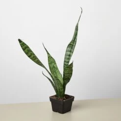 Snake Plant 'Zeylanica' 15 Snake Plant 'Zeylanica' -Plant house 3 Snake Zeylanica 1