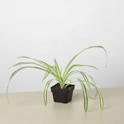 Spider Plant 'Reverse' 16 Spider Plant 'Reverse' -Plant house 3 Spider Reverse 1