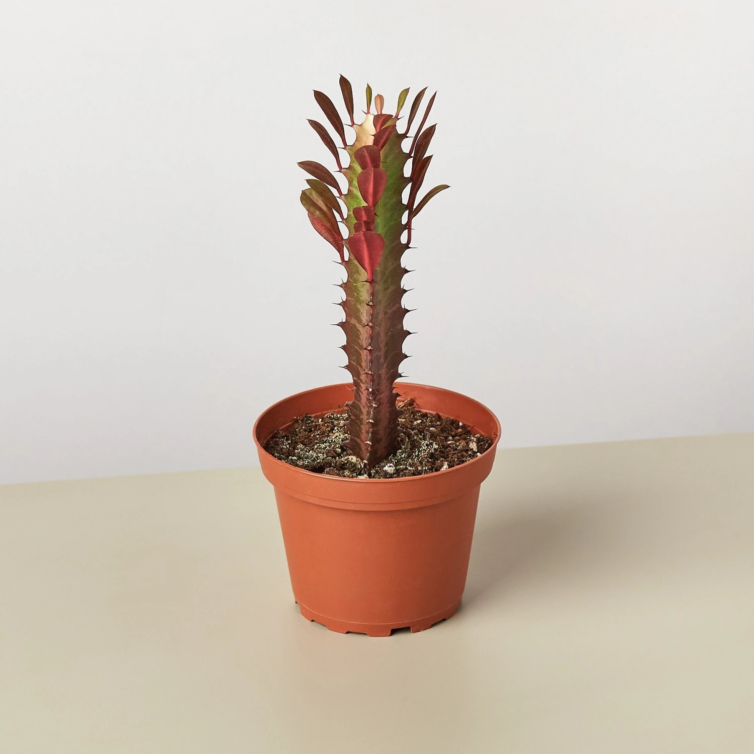 Succulent Euphorbia 'Trigona Rubra' 1 Succulent Euphorbia 'Trigona Rubra'