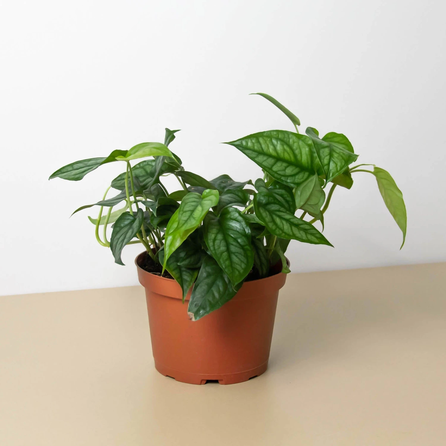 Monstera 'Siltepecana' 1 Monstera 'Siltepecana'