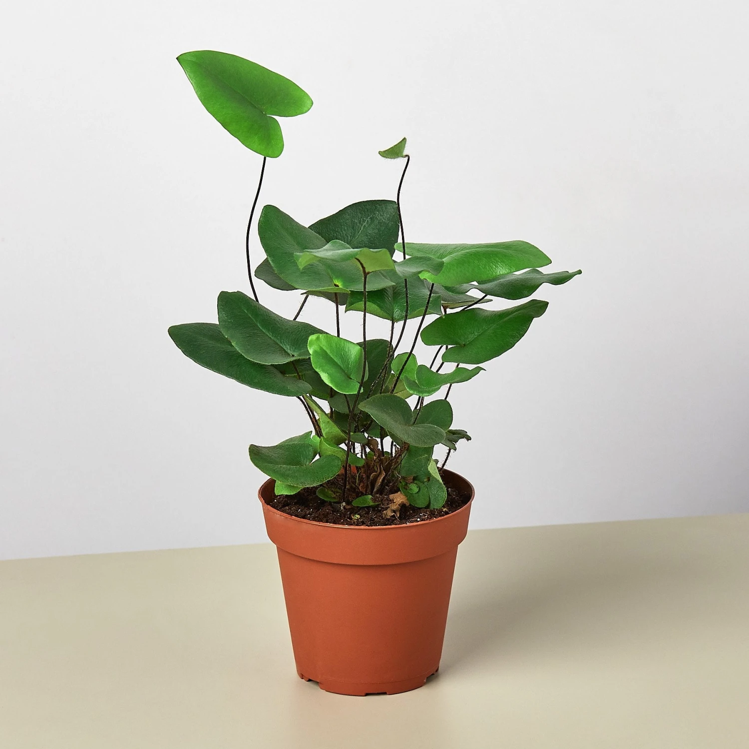 Fern 'Heart' 1 Fern 'Heart'