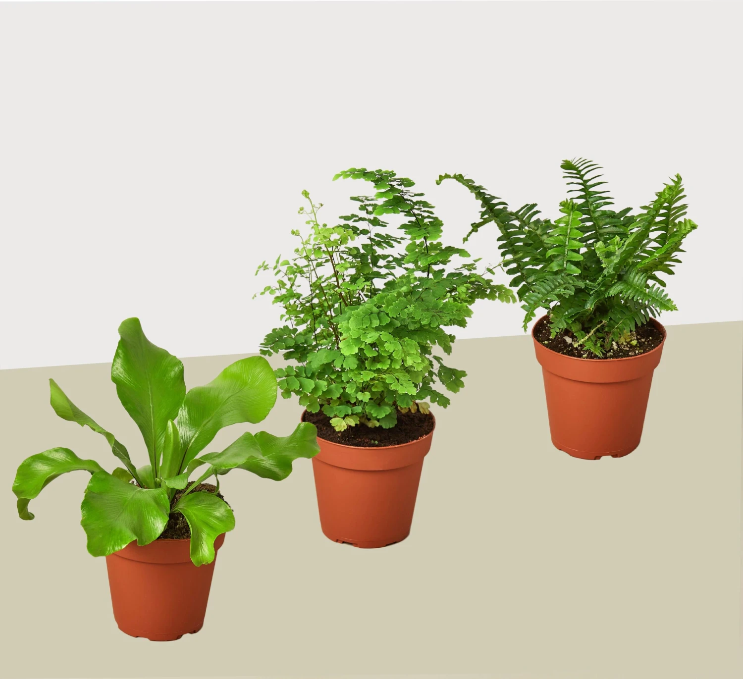 3 Fern Variety Pack - Live Plants - FREE Care Guide - 4" Pot - House Plant 1 3 Fern Variety Pack - Live Plants - FREE Care Guide - 4" Pot - House Plant