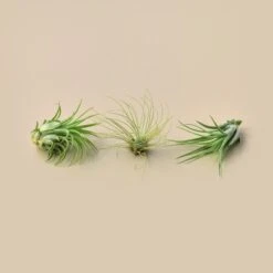 Large Air Plant Bundle 8 Large Air Plant Bundle -Plant house 3pkAirPlant