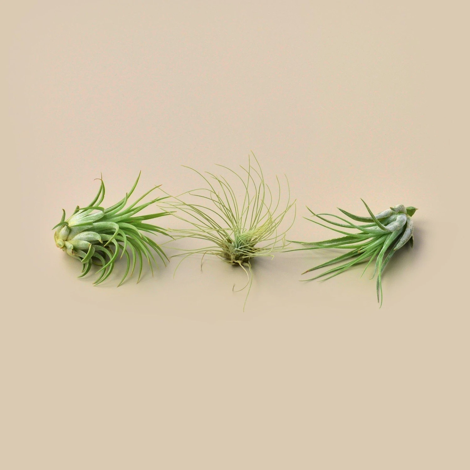Large Air Plant Bundle 3 Large Air Plant Bundle - Image 3