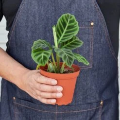 Calathea 'Zebrina' - 4" Pot 5 Calathea 'Zebrina' - 4" Pot -Plant house 4 Calathea Zebrina HOLD