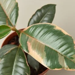 Ficus Elastica 'Ruby Pink' 14 Ficus Elastica 'Ruby Pink' -Plant house 4 Ficus RubyPink DETAIL