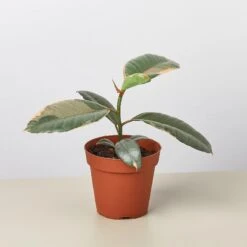 Ficus Elastica 'Ruby Pink' 12 Ficus Elastica 'Ruby Pink' -Plant house 4 Ficus Ruby Pink
