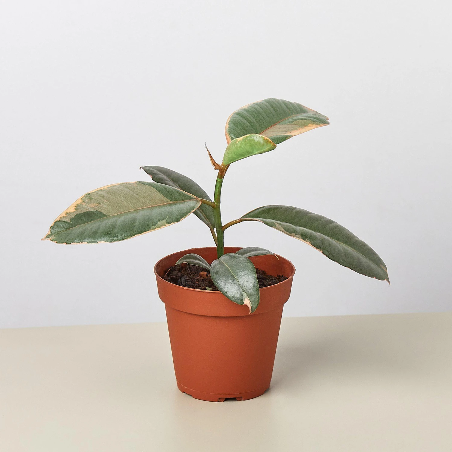 Ficus Elastica 'Ruby Pink' 4 Ficus Elastica 'Ruby Pink' - Image 4