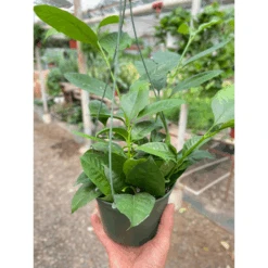 Hoya 'Shooting Star'