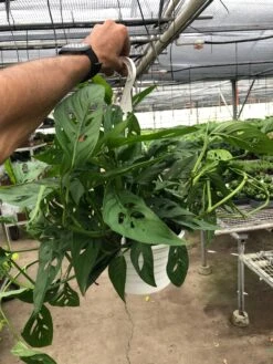 Monstera Adansonii 'Swiss Cheese' 19 Monstera Adansonii 'Swiss Cheese' -Plant house 45a7304c fe66 4890 9883 5f3750422e0e