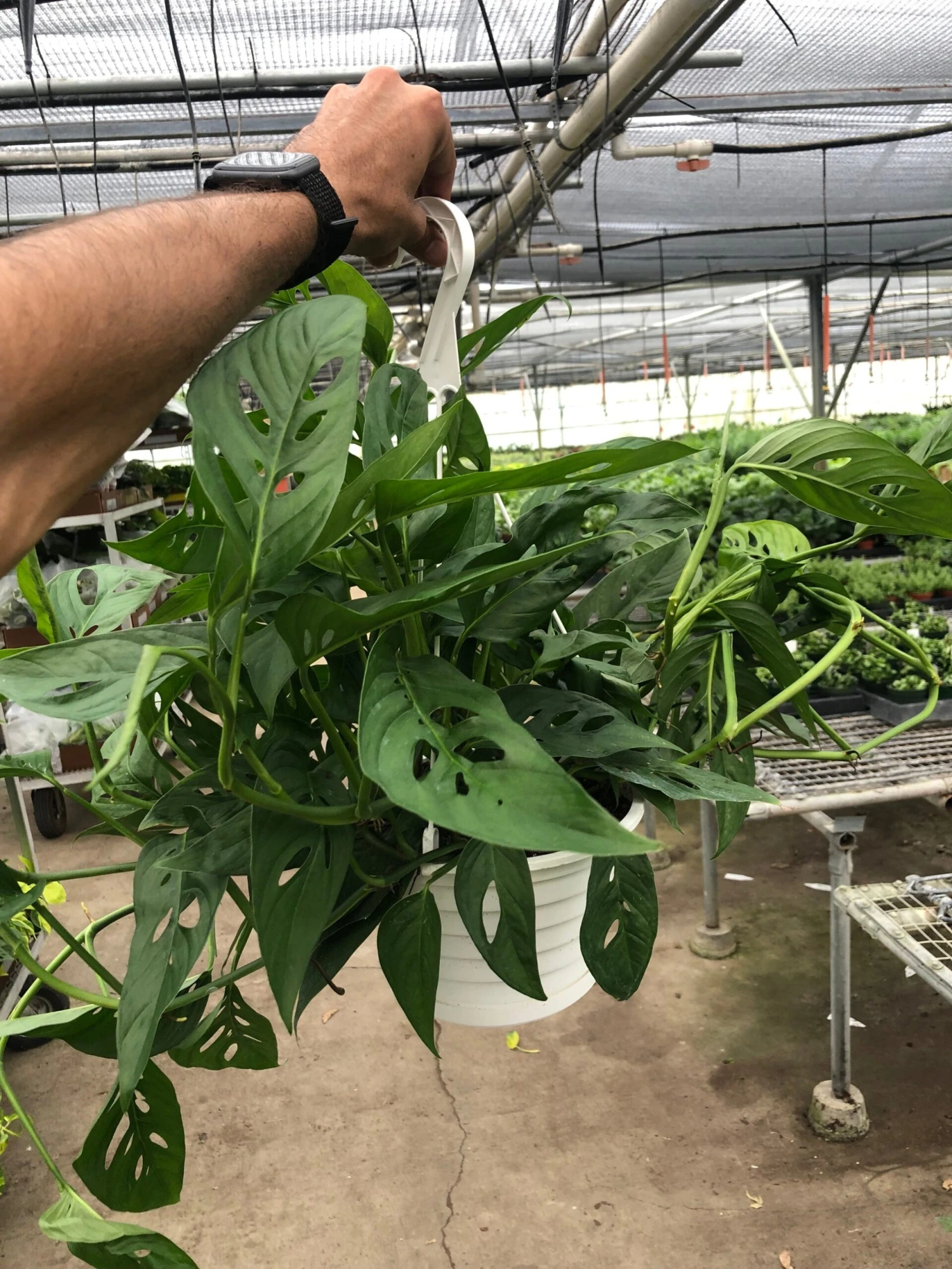 Monstera Adansonii 'Swiss Cheese' 7 Monstera Adansonii 'Swiss Cheese' - Image 7