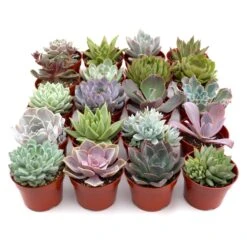 Rosette Succulent Variety Packs 5 Rosette Succulent Variety Packs -Plant house 496344cf 44a7 43a5 9d95 1a9be02aa3e2