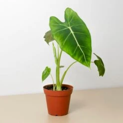 Alocasia Micholitziana 'Frydek'