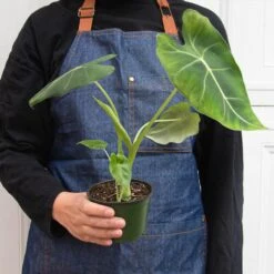 Alocasia Micholitziana 'Frydek' 8 Alocasia Micholitziana 'Frydek' -Plant house 4 ALOCASIA FRYDEK 3 49e255ff ed74 4226 b311 4702fb5427a4