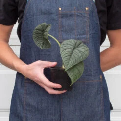 Alocasia 'Melo' 7 Alocasia 'Melo' -Plant house 4 ALOCASIA MELO 3