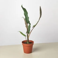 Alocasia 'Purple Sword'