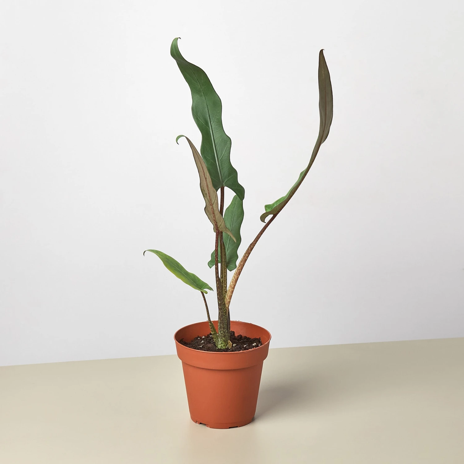 Alocasia 'Purple Sword' 1 Alocasia 'Purple Sword'