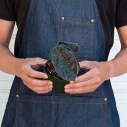 Alocasia 'Red Mambo' - 4" Pot -Plant house 4 ALOCASIA RED.MAMBO 3