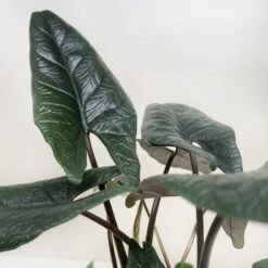Front Page -Plant house 4 ALOCASIA SCALPRUM 2