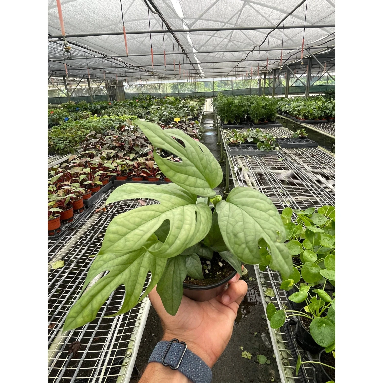 Amydrium 'Silver' 1 Amydrium 'Silver'