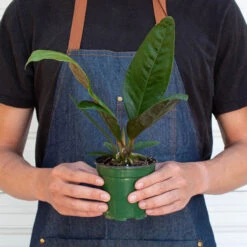 Anthurium 'Superbum' -Plant house 4 ANTHURIUM SUPERBUM 3