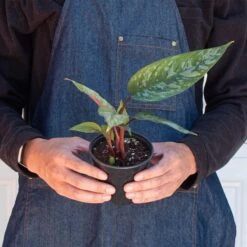 Apoballis 'Purple Sword' -Plant house 4 APOBALLIS PURPLE.SWORD 3