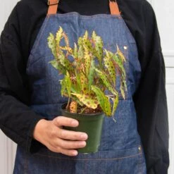 Begonia 'Pink Spotted' -Plant house 4 BEGONIA PINK SPOTTED 3 300228fa 978f 4b5f b304 12d34eb68a7c