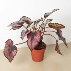 Begonia 'Rex' - 4 Pack Variety -Plant house 4 BEGONIA REX 1