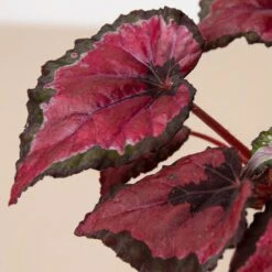 Begonia 'Rex' - 4 Pack Variety -Plant house 4 BEGONIA REX 1 2 3b578d67 93cf 4329 8247 074054cf10a0