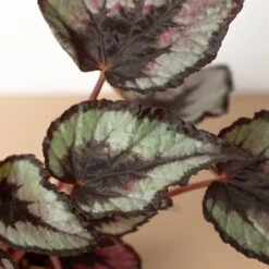 Begonia 'Rex' - 4 Pack Variety -Plant house 4 BEGONIA REX 2