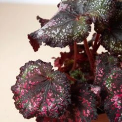 Begonia 'Rex' - 4 Pack Variety -Plant house 4 BEGONIA REX 2 2