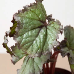 Begonia 'Rex' - 4 Pack Variety -Plant house 4 BEGONIA REX 2 4