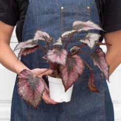 Begonia 'Rex' - 4 Pack Variety -Plant house 4 BEGONIA REX 3