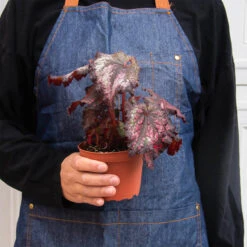 Begonia 'Rex' - 4 Pack Variety -Plant house 4 BEGONIA REX 3 2 92d62d21 2229 4f2d 9650 1e46e64e6761