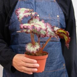 Begonia 'Rex' - 4 Pack Variety -Plant house 4 BEGONIA REX 3 3 a53d97a9 8fb4 460d 8ce7 9998bacd767a