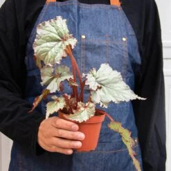 Begonia 'Rex' - 4 Pack Variety -Plant house 4 BEGONIA REX 3 4 3f607397 3121 4bff 96a5 c08867ca50fc