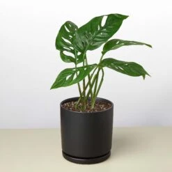 Monstera Adansonii 'Swiss Cheese' 21 Monstera Adansonii 'Swiss Cheese' -Plant house 4 BLACK CYLINDER MONSTERA SWISS.CHEESE